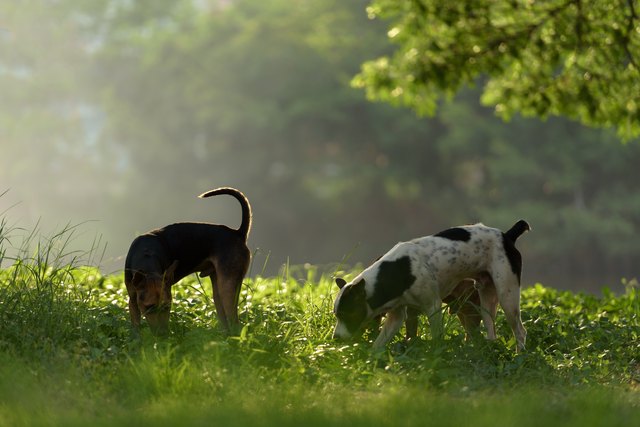 Three dogs are running out in the sunshine lawn.