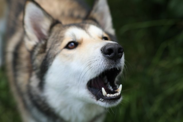 Barking husky dog