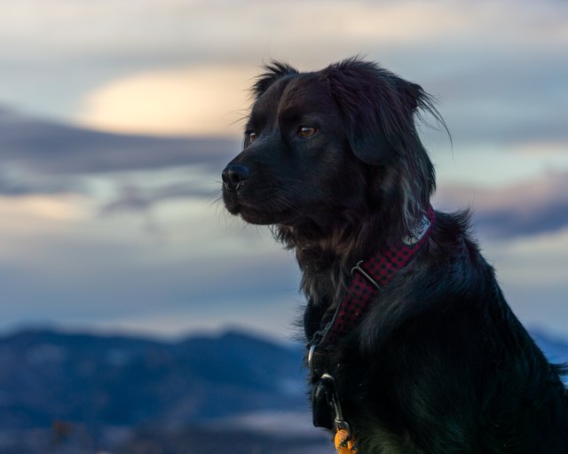 Black Dog Hiking