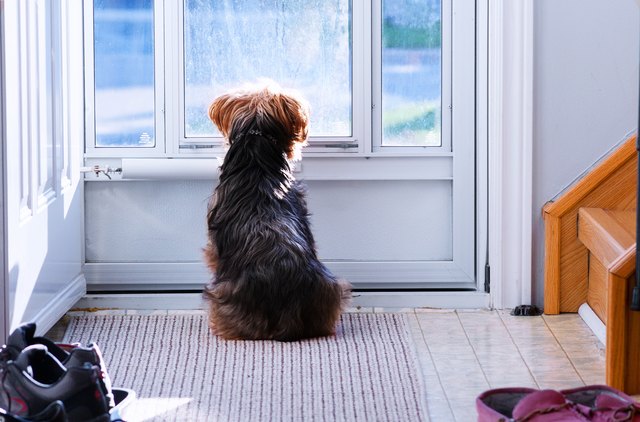 what-does-it-mean-when-your-dog-sits-by-the-door-cuteness