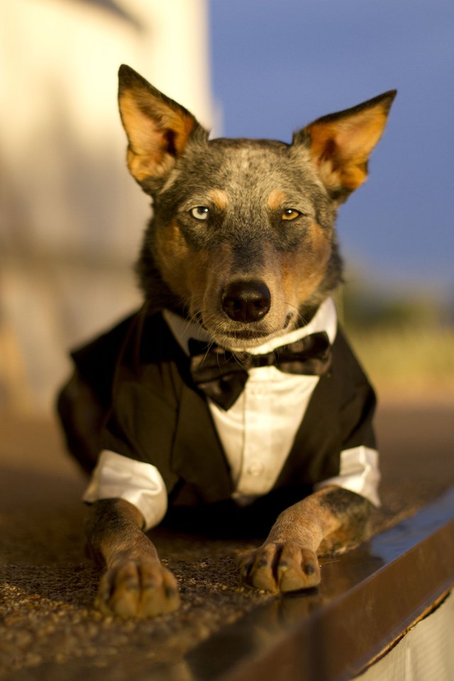 Australian Cattle Dog Mix wearing Tuxedo