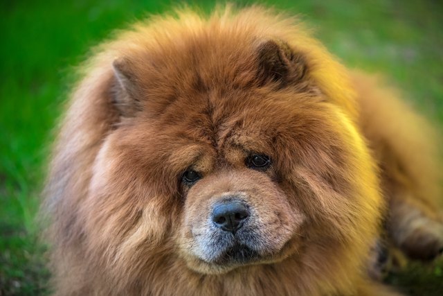 Headshot of chow chow dog