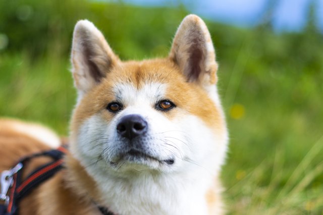 Close-Up Of Japanese Akita