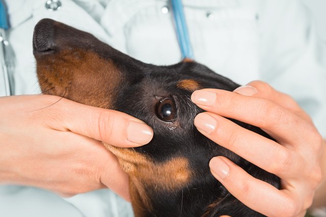 over-the-counter-eye-ointments-for-dogs-cuteness