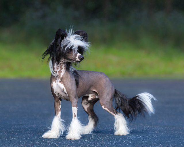 Chinese Crested Dog Breed. Male dog.
