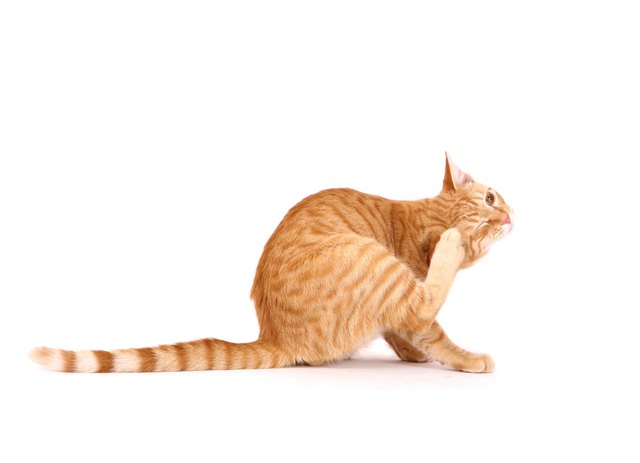 Cat Scratching Fleas
