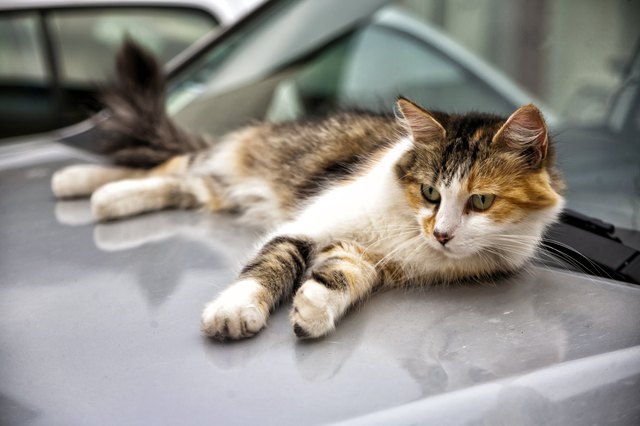 Cat on the car