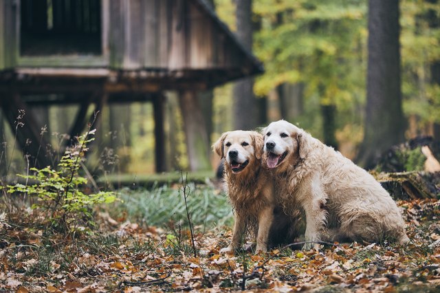 two golden retrievers