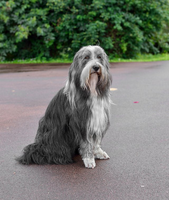 Bearded Collie, or Beardie