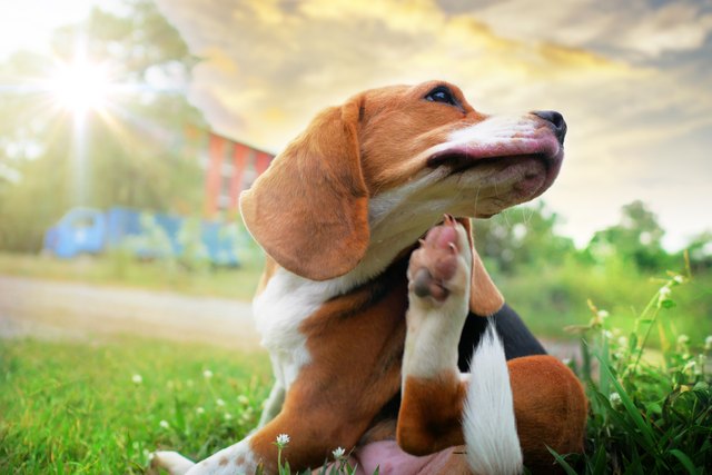 can you give a nursing dog a bath