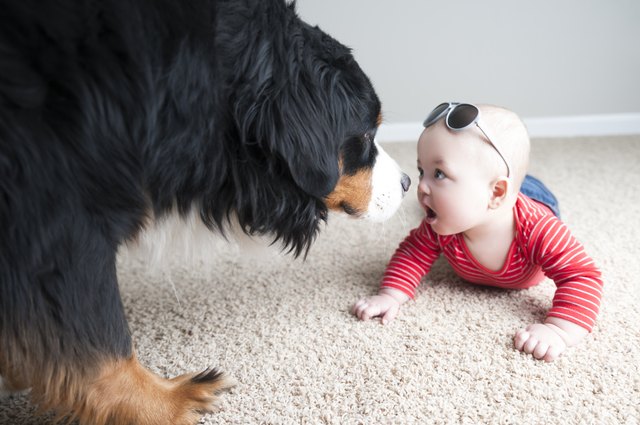 7 month Fraternal Twin Baby is Nose to Nose with a Bernese Mountain Dog