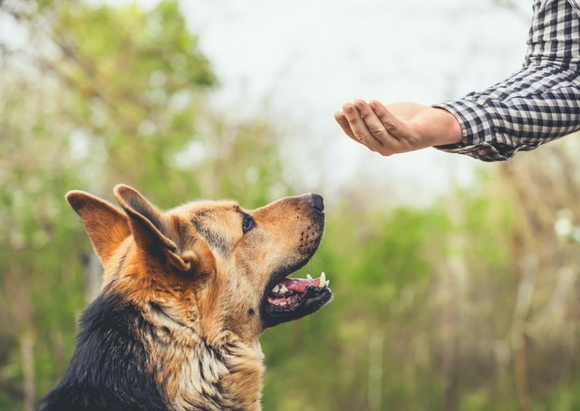 A male German shepherd in training