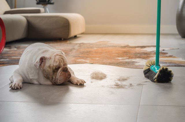 Bulldog dog looking at dirt from the ground