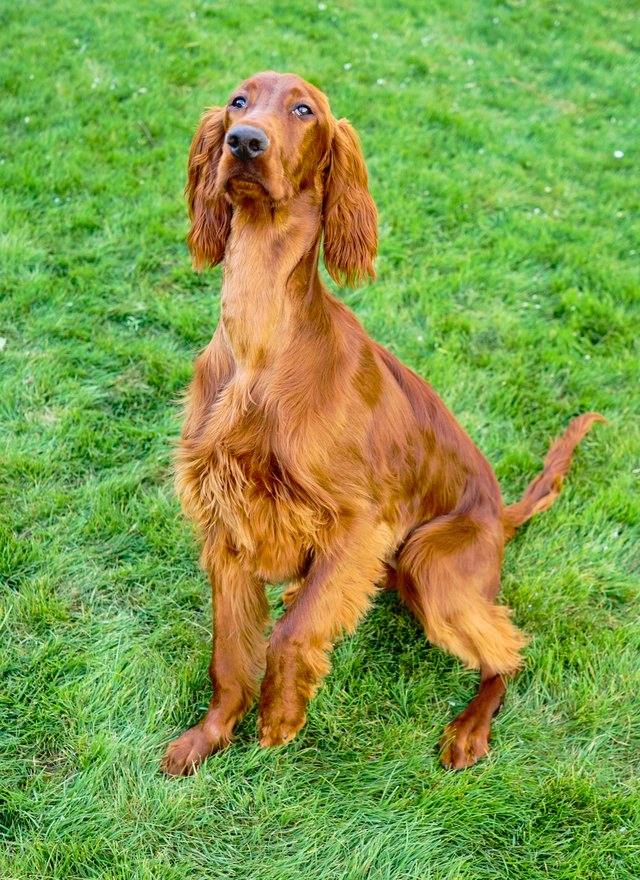 Young Purebred Irish Setter Puppy Canine Dog Begging