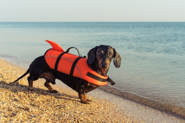 dachshund in a life jacket at the beach
