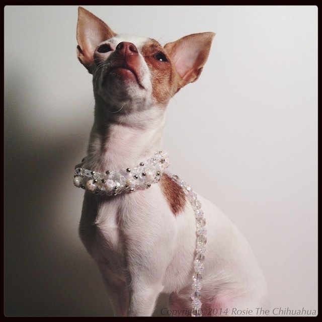 Close-Up Of Chihuahua With Jewel Collar Against Wall