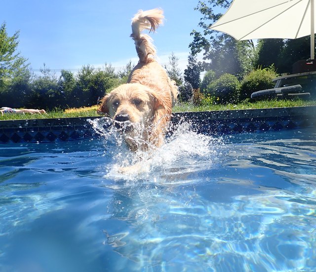 Golden retriever jumping into pool 6