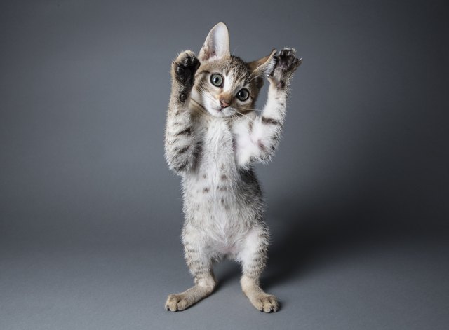 Paws in the Air - The Amanda Collection