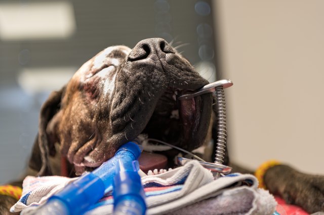 Dog incubated in surgery room of veterinary clinic