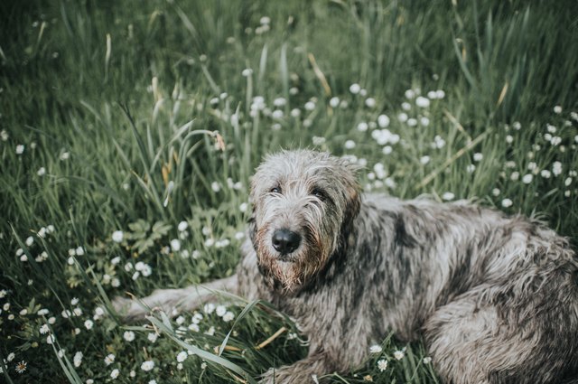 Beautiful One Year old Irish Wolfhound