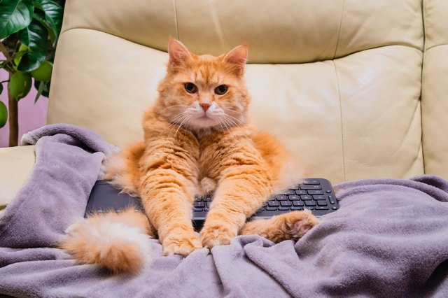 Cat surfing on internet