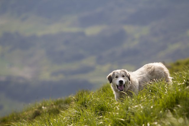 Big white grown clever shepherd dog standing on steep green grassy mountain slope on sunny summer day on copy space background of wide panorama of dark green foggy woody mountain ridge.