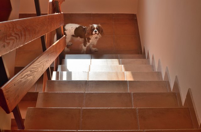 Stair solutions shop for dogs