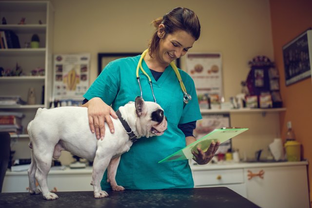 Happy veterinarian examining medical documents of a dog.