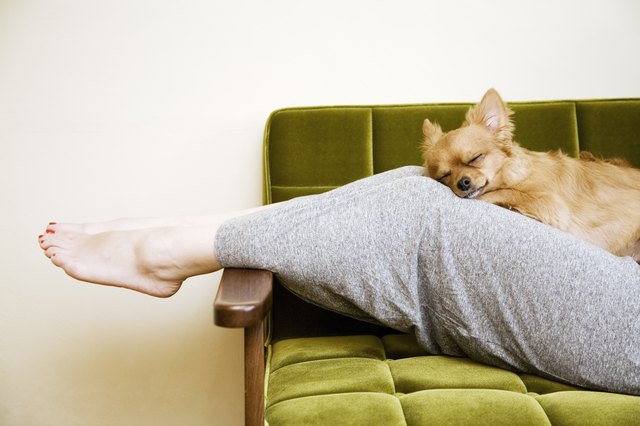 woman and dog in the room