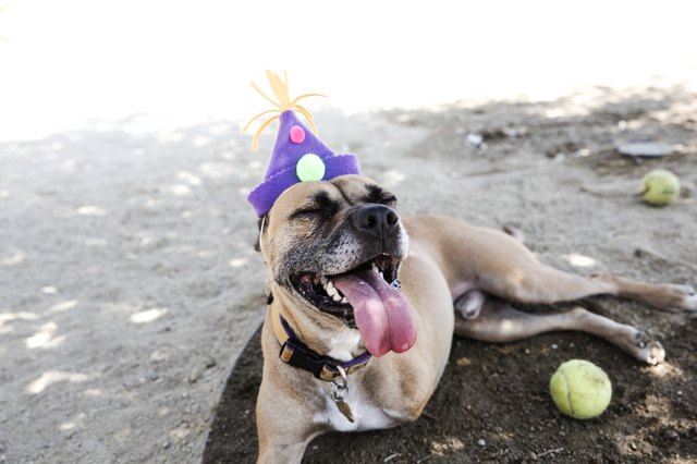 Happy Tripod Boxer Mix with a Birthday Hat - The Amanda Collection