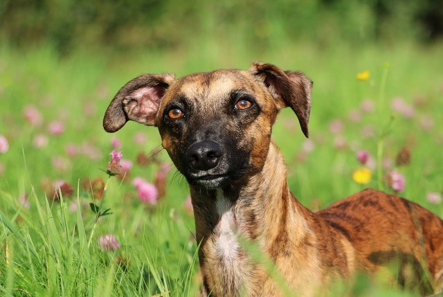 whippet portrait in the park