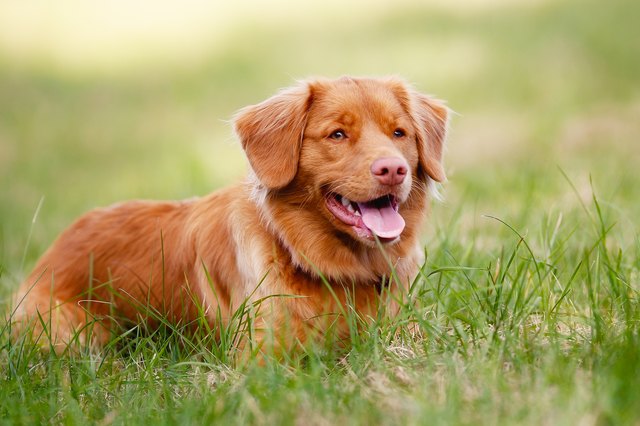 Nova Scotia Duck Tolling Retriever resting on green grass