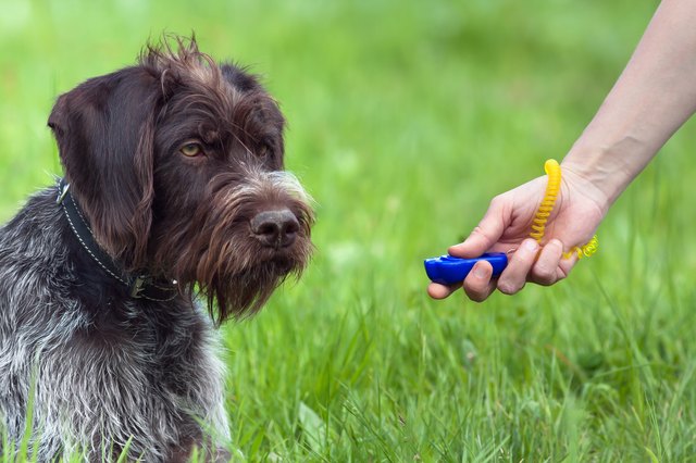 hand of woman training young dog with clicker