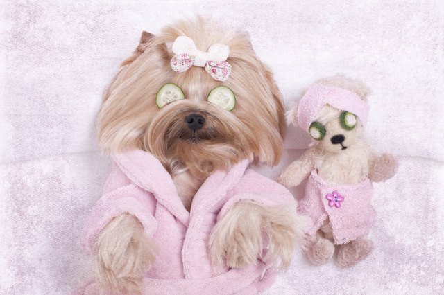 Yorkie Dog and Teddy Bear Friend at the Beauty Salon