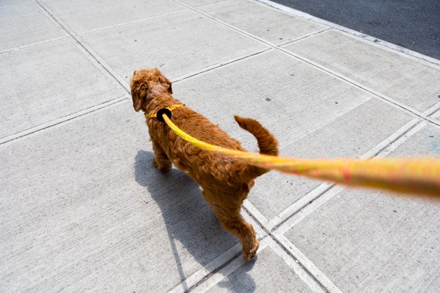 Walking the dog in urban environment