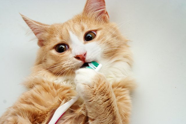 Red Cat and toothbrush