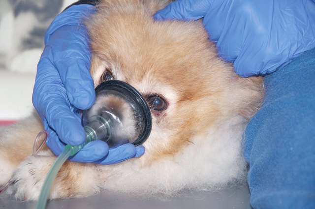 The doctor uses an oxygen mask to rescue the dog