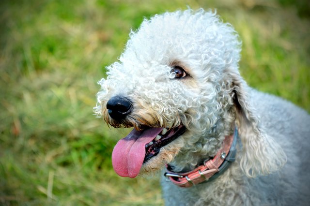 Bedlington Terrier Dog Breed Facts & Information | Cuteness