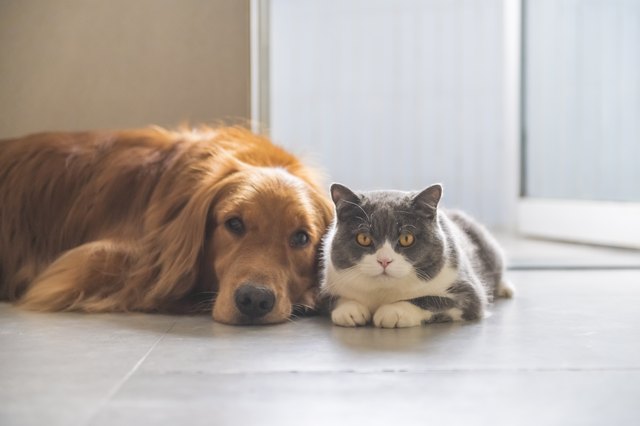 British shorthair and golden retriever, indoor shot
