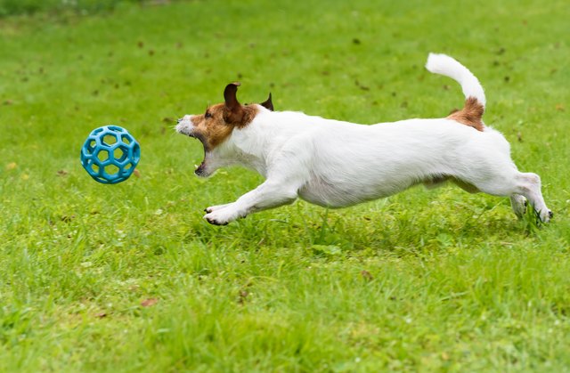 Dog chasing and catching toy ball jumping on green grass