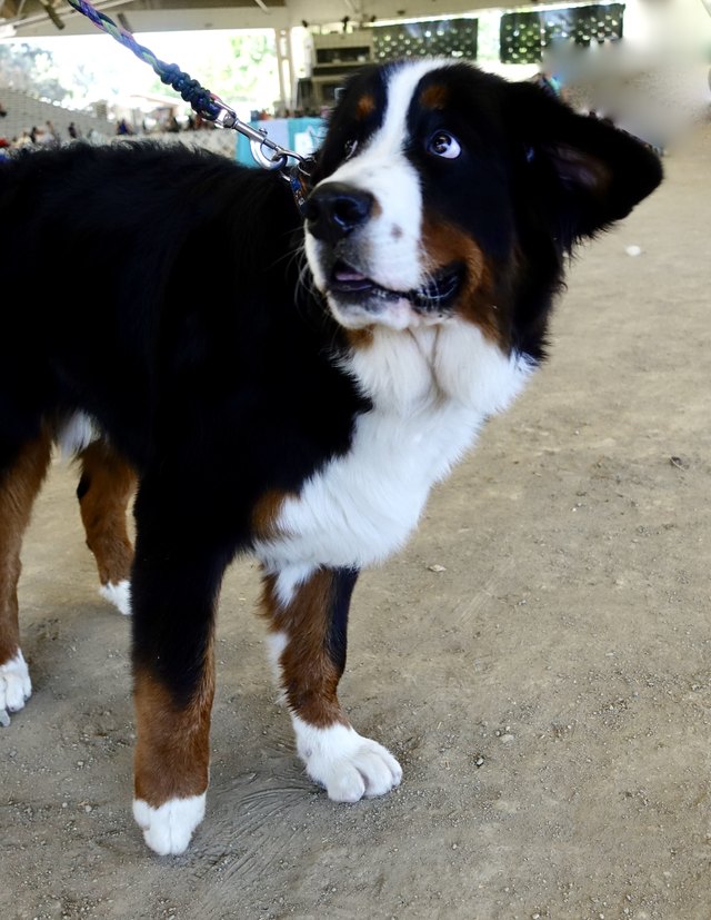Bernese Mountain Dog
