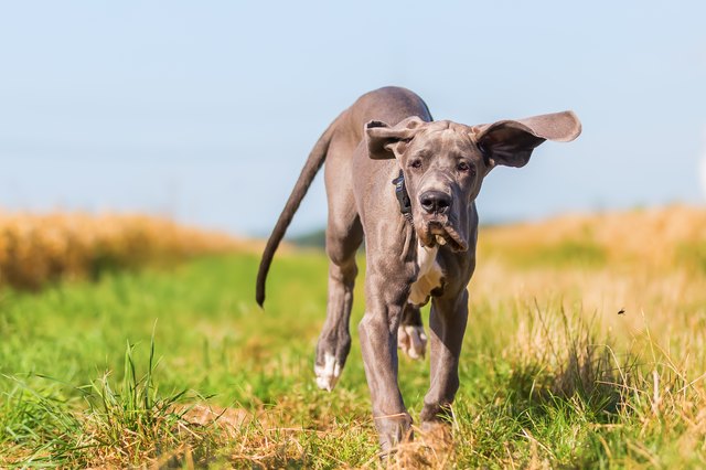 great dane puppy runs over the meadow