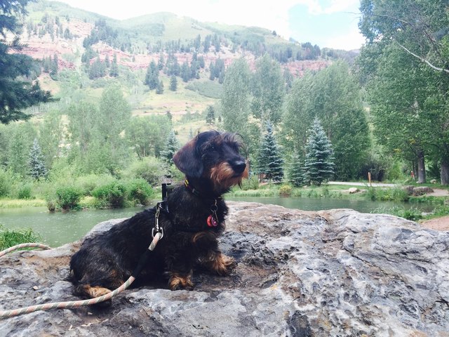 Mountain Dog