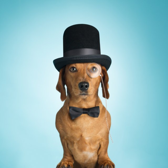 Dachshund wearing top hat and monacle