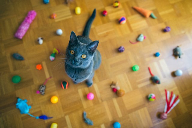 Chartreux Cat Sitting Among Toys