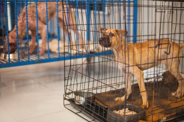 dogs in animal shelter