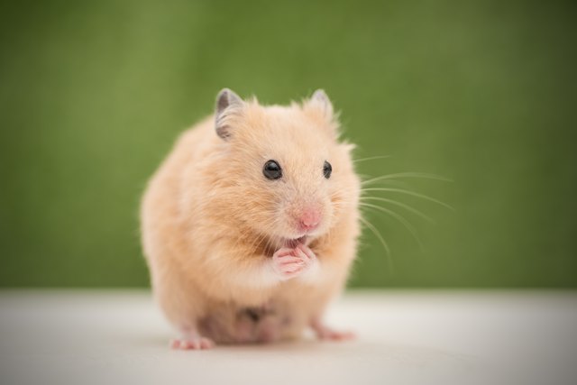 Golden Hamster