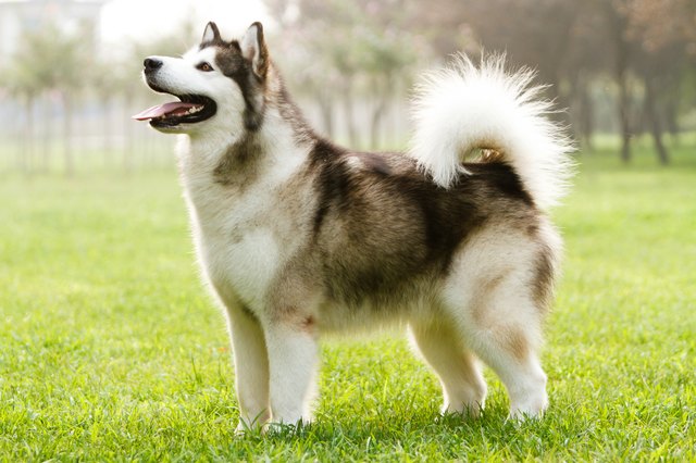 Malamute Dog Breed Facts & Information | Cuteness