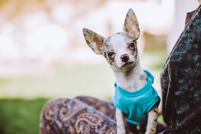 Cute Chihuahua dog sitting in a girl's lap