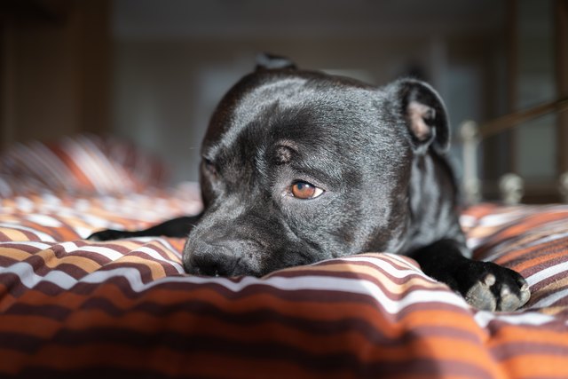 Portrait of a Staffordshire Bull Terrier dog lying on a bed with the morning sun on his face as he opens his eyes. He has a slighlty sad expression.